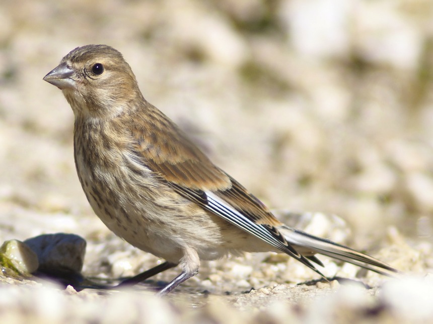 carrellata di Fanelli